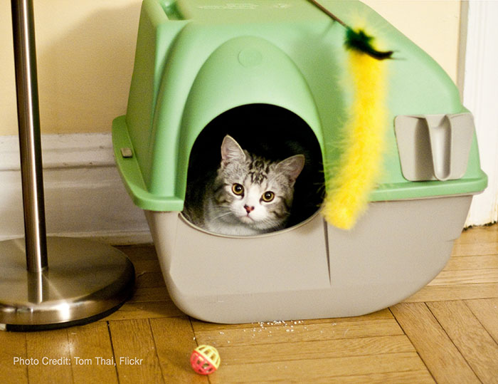 Perfect cat litter outlet box